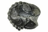 Long Enrolled Morocops Trilobite - Morocco #266011-2